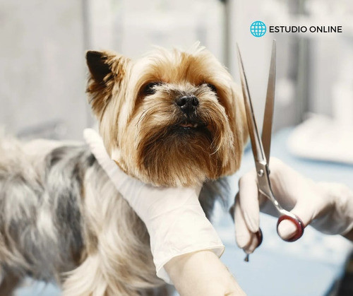 Cursos De Peluquería , Adiestramiento  Y  Pastelería Canina 1