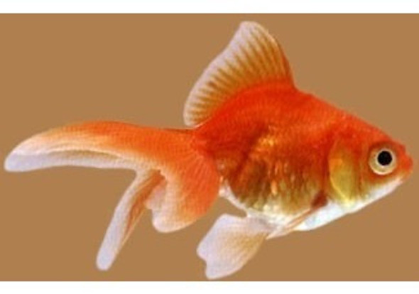 Goldfish Chico Surtido Oferta Solo Mundo Acuatico 1