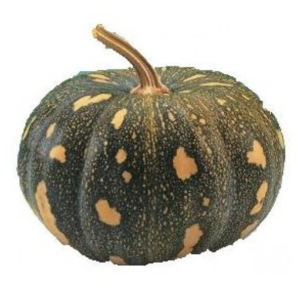 Abobora Coraçao Tipo Jacarezinho Baiana - 8gr De Sementes 1 Abobora Coraçao Tipo Jacarezinho Baiana - 8gr De Sementes 1