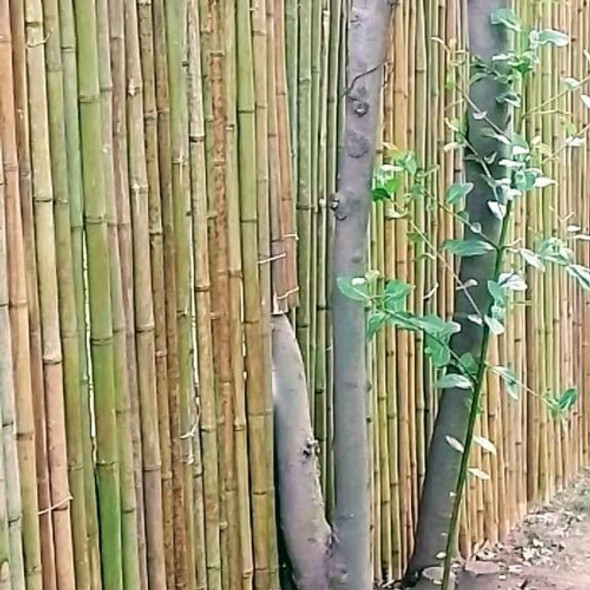 Paneles De Cañas Tacuara 1 Paneles De Cañas Tacuara 1