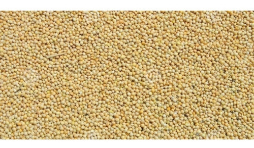 Mijo Para Forraje Amarillo Excelente Calidad X 25 Kg 0