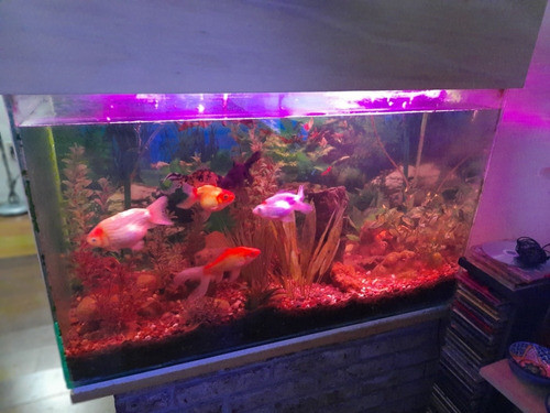 Pecera Completa  100 X 60 X 40 250 Ltr. Con 3 Peces Grandes 0