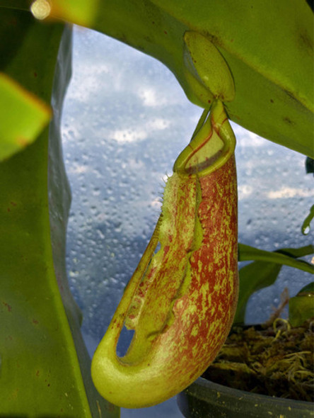 Plantas Carnívoras: Nepenthes Mixta X Khasiana 0