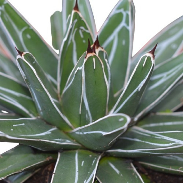 Agave Victoriae-reginae Suculenta 0