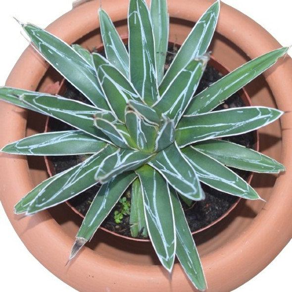 Agave Victoriae-reginae Suculenta 1