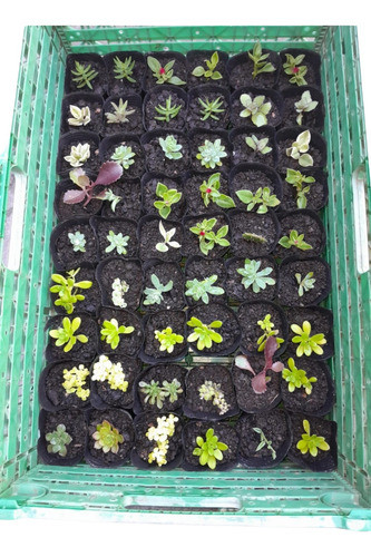 Suculentas Variadas Pack De 40. 0