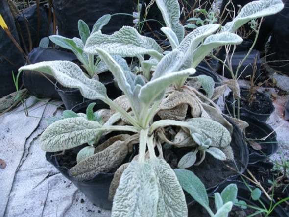 Planta Oreja De Conejo 0