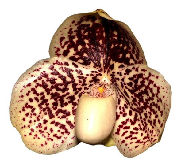 Orquídea Sapatinho Paphiopedilum Francisco Freire 0
