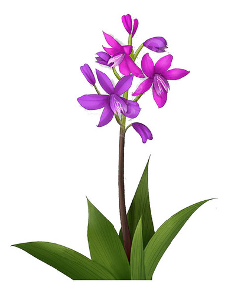 Bulbo D Orquidea Bletilla Striata Rizoma Perfumada Aromática 0