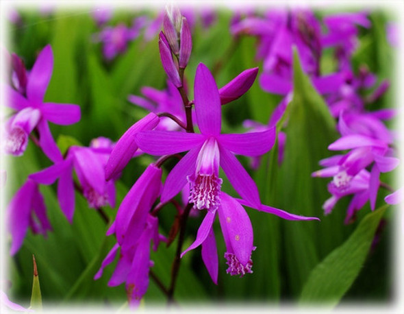 Bulbo D Orquidea Bletilla Striata Rizoma Perfumada Aromática 1