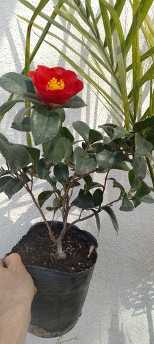 Camelia Camelia 1