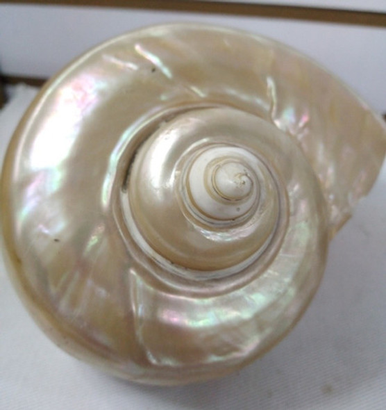 Nautilus De Nácar     Nautilus Pompilius ' 0