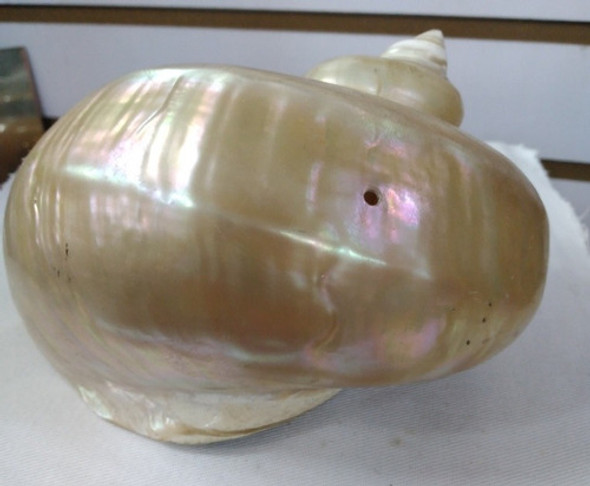 Nautilus De Nácar     Nautilus Pompilius ' 1