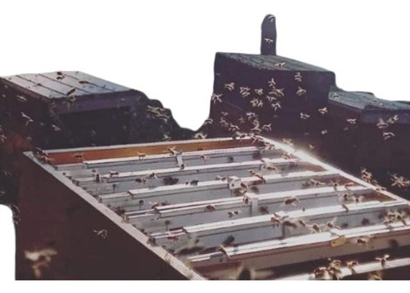 Apitoxina Cristalizada 0 Apitoxina Cristalizada 0