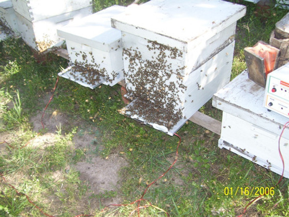 Apitoxina Cristalizada 1 Apitoxina Cristalizada 1