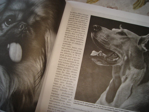 Revista Gruñi2. Dogo Argentino. Chow Chow- Excelente!! 1