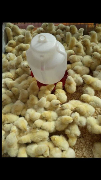 Bebedero De 4 Lts. Para Aves X 10 Unidades 1