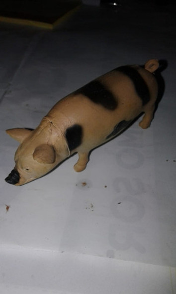 Cerdo Cerdito Chanchito Chancho Animalito Granja 0