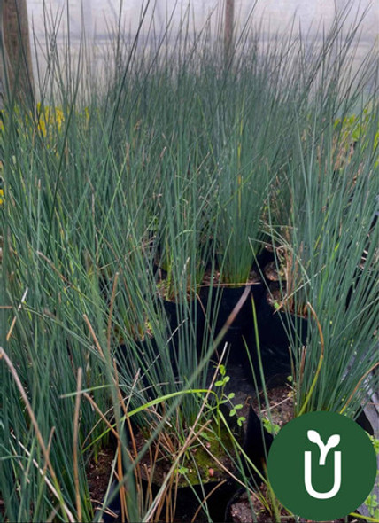 Juncos Azules - Ideal Jardines Estanques - Envíos 1