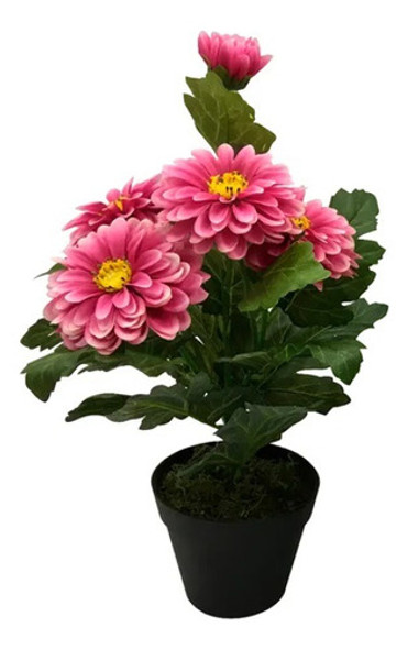 15 Semillas De Plantas Florales Zinnia 0