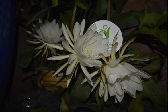 Planta Dama De La Noche 0