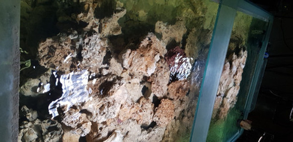 Roca Viva Origen Bali - Indonesia - Brasil 1