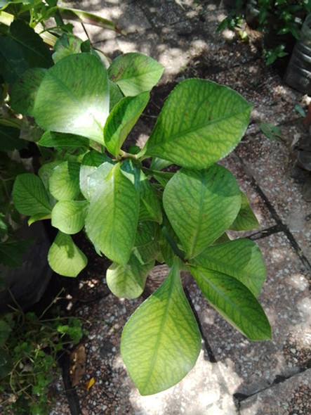 Lechero Africano Planta . 0 Lechero Africano Planta . 0