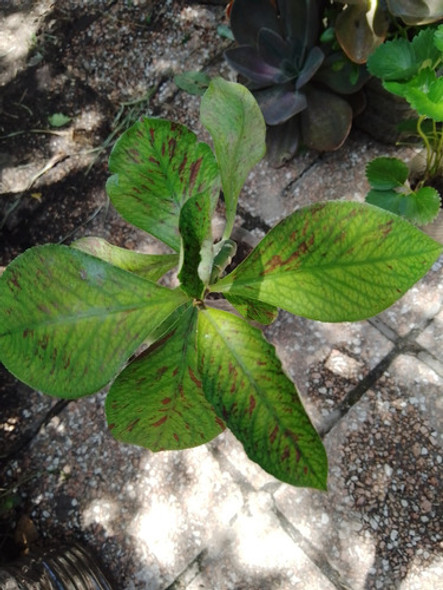 Lechero Africano Planta . 1 Lechero Africano Planta . 1