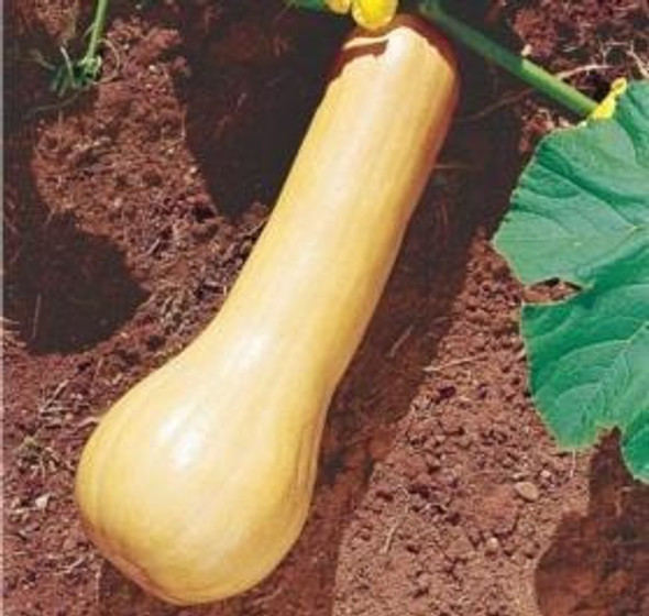 Semente De Abóbora Menina Brasileira Amarela Feltrin - 100g 1