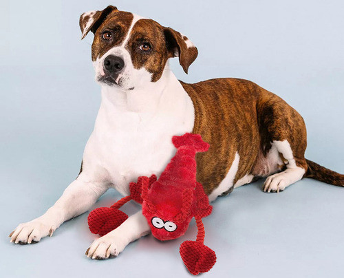 Juguete Peluche Perro Mascota, Interior De Cuerda - Langosta 1