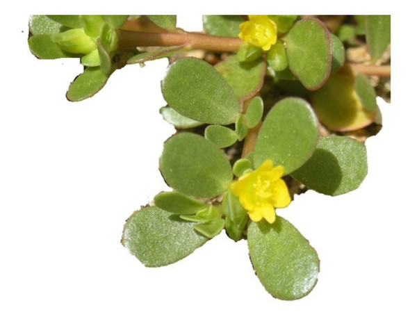 Sobre Para Sembrar 15 Plantas De Verdolaga 0