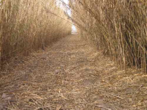 10 Palas De Caña Para Fagot Esgubiadas 1