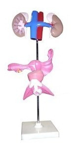 Urugenital Femenino, Material Didactico Para Enseñanza,7019 1