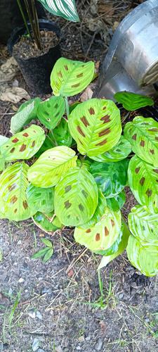 Amaranta. Planta De Interior 1