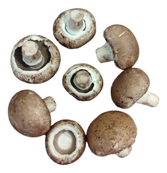 Portobello Fresco Natural X 5kg 0