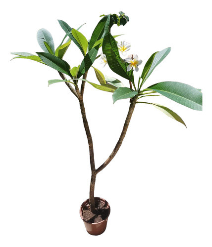 Planta Jazmin Mango Pack 2 Unidades Envío Gratis 0