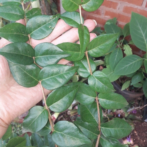 Pitanga Para Infucion Hojas 1