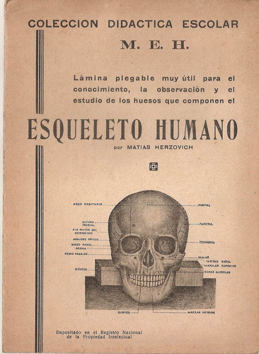 Esqueleto Lamina Col. Didactica Escolar Meh - Herzovich 0