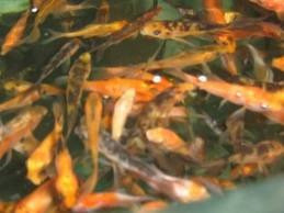 Carpas Koi 10cm 0