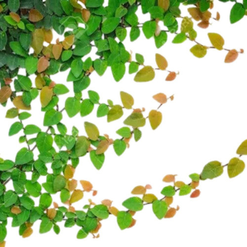 Enamorada Del Muro, Excelentes Ejemplares 1