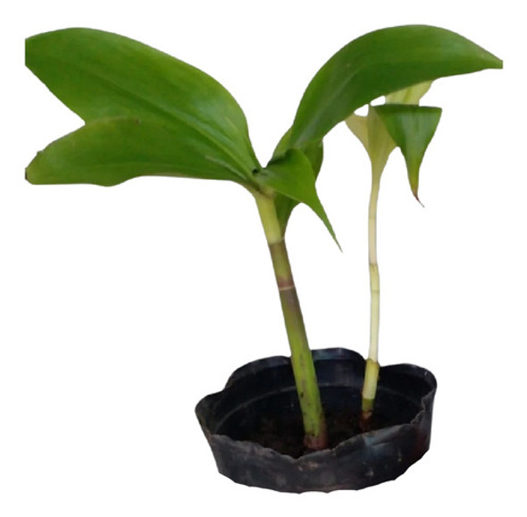 Bambú De La Suerte Dracena Sanderiana 0