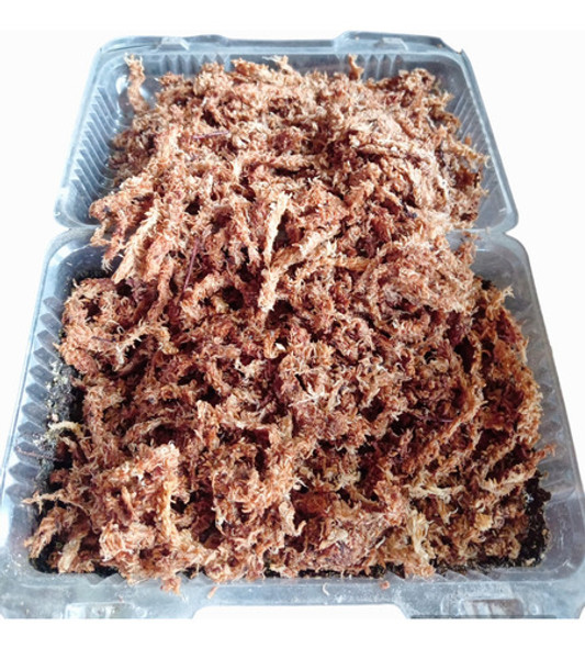 Musgo Sphagnum Para Orquídeas Y Tutores 1kg 0