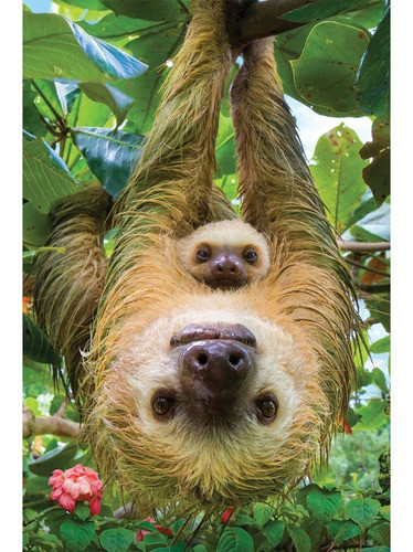 Puzzle De 250 Piezas Sloths - Eurographics 1