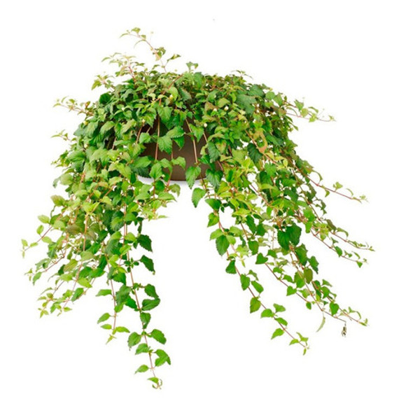 25 Sementes De Erva Doce Dos Astecas Lippia Dulcis 0 25 Sementes De Erva Doce Dos Astecas Lippia Dulcis 0