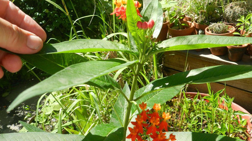 Asclepias Currasavica. Nutrica De Mariposa Monarca . 50 Cm. 1