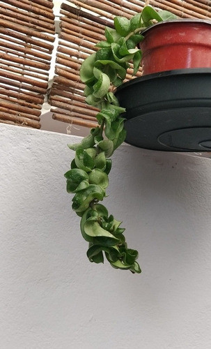Hoya Compacta Krinkle Curl . Rope Plant 1
