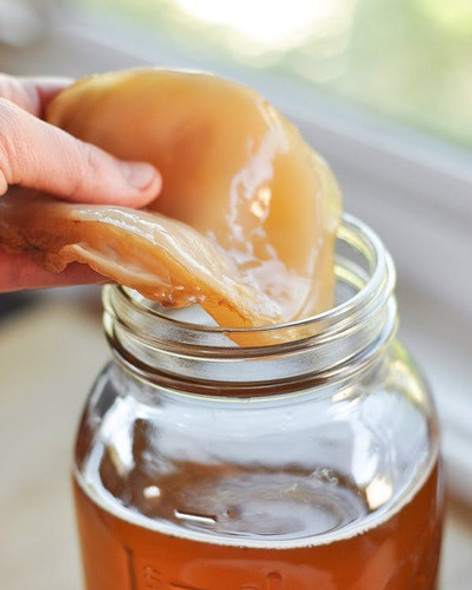 Scoby De Kombucha De Kefir Argentina 1