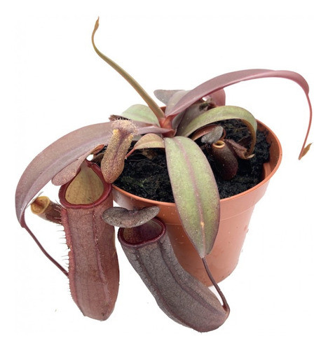 Plantas Carnívoras: Nepenthes Rebecca Soper 0