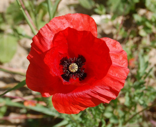 Papoula Das Searas Vermelha  Papaver Rhoeas Flor 20 Sementes 0