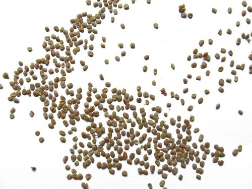 Semilla Planta Goji Berry Fruta Baya X Unidad P/ Germinar $ 0